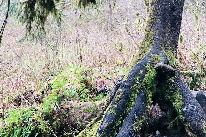 Snoqualmie falls and Twin Falls Hike - The guide’s storytelling: nature, Seattle history, and playful paranormal