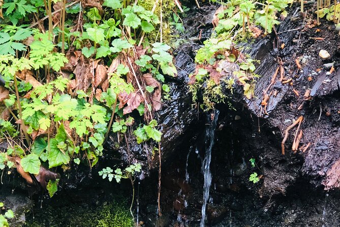 Snoqualmie falls and Twin Falls Hike - Who this hike suits best