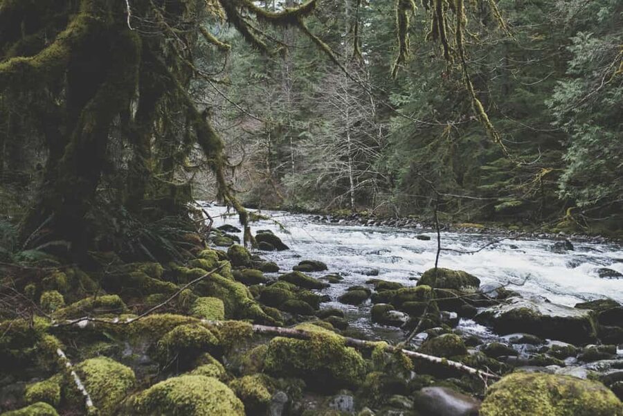 Snoqualmie, Twin Falls & Ancient Forest (Transport Included) - The hike reality check: footwear, pace, and trail conditions