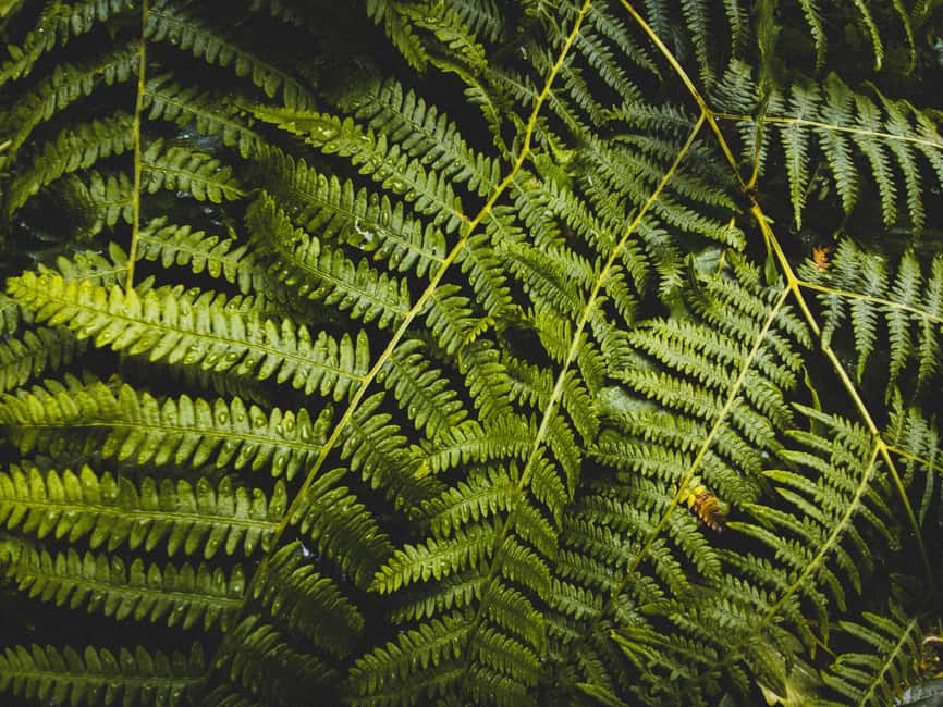 Snoqualmie, Twin Falls & Ancient Forest (Transport Included) - Twin Falls and the timed flow of a half-day getaway