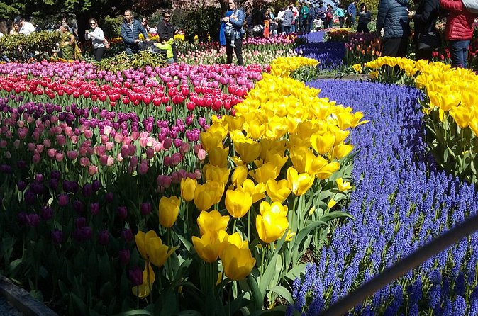 Tulip Festival and Skagit Valley Tour - Stop 2: Tulip Town and that fair-style tulip energy