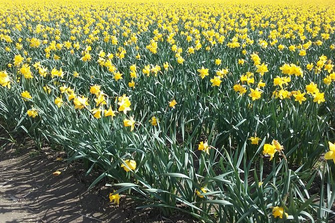 Tulip Festival and Skagit Valley Tour - The drive past tulip fields to the festival area