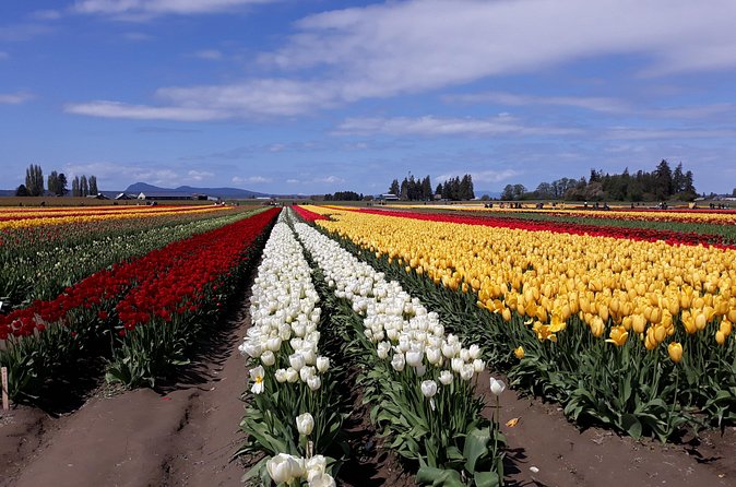 Tulip Festival and Skagit Valley Tour - After lunch: museum choice that keeps the day flexible