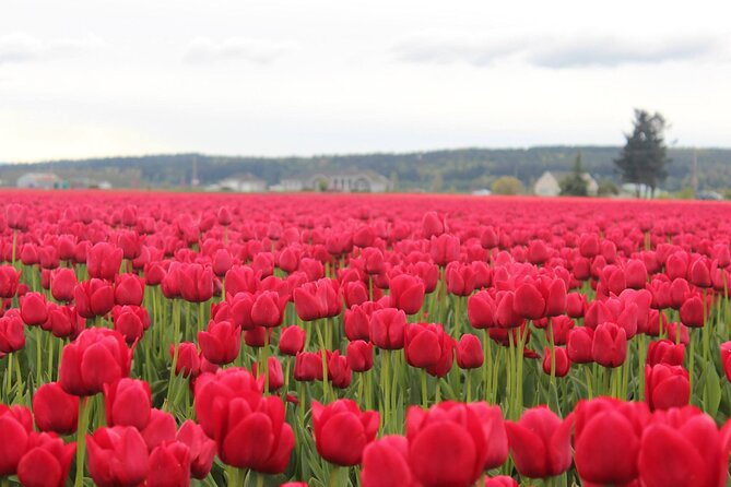 Tulip Festival at Skagit Valley ,La Conner and Deception Pass - Deception Pass Bridge: the iconic saltwater canyon view