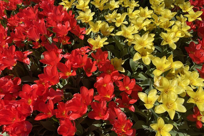Tulip Festival in Skagit Valley Tour from Seattle - The drive north: Everett, Smokey Point, and Mount Vernon vibes