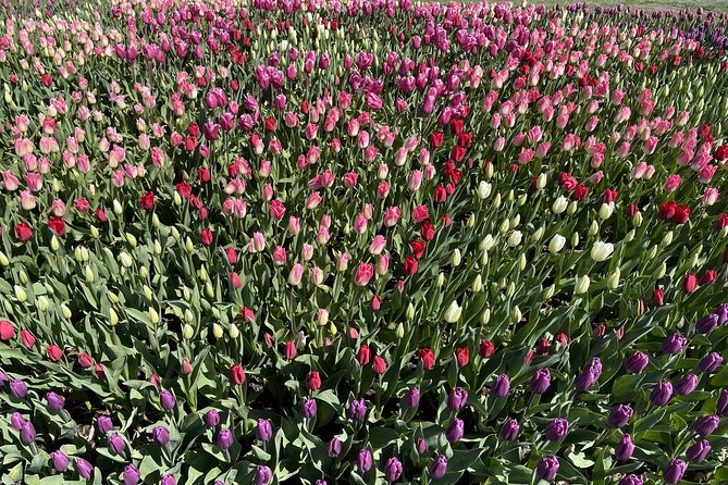 Tulip Festival in Skagit Valley Tour from Seattle - Roozengaarde Farm: the tulip-time centerpiece