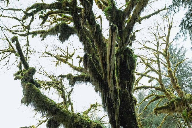 Twilight Forks Washington Tour - Seattle to Forks by ferry: the day starts with views