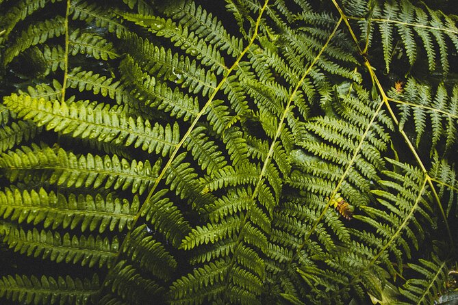 Visit Snoqualmie and Hike to Twin Falls (Transportation included) - Shoes, Jackets, and the Cold Water Factor You Might Want to Plan For