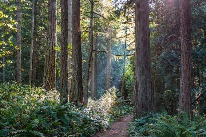 Visit Snoqualmie waterfall and an old forest (Transport Included) - Morning pick-up in Seattle: easy start, low friction