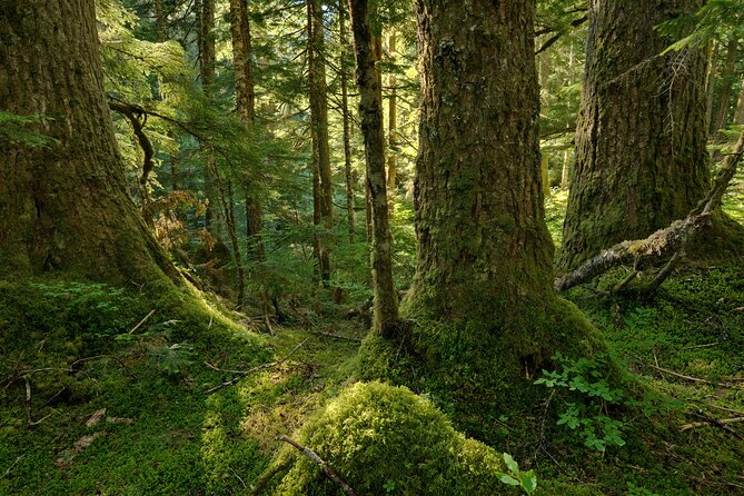 Visit Snoqualmie waterfall and an old forest (Transport Included) - Snoqualmie Falls: big views and a classic Northwest sound