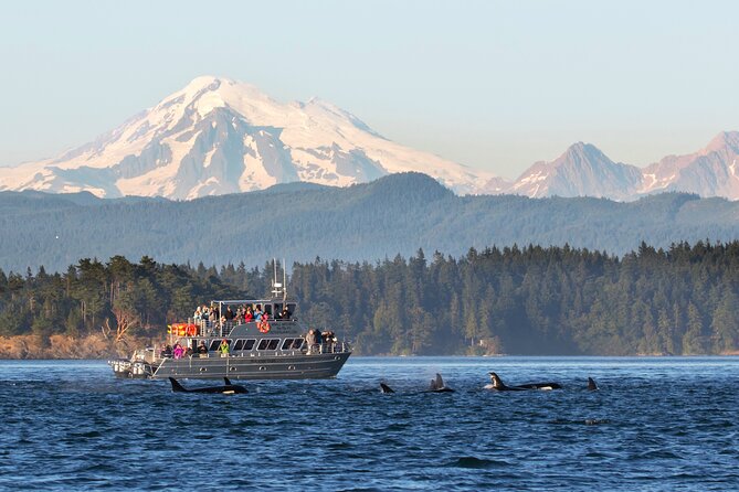 Whale Watching + Deception Pass Tour from Seattle - Key highlights you’ll care about
