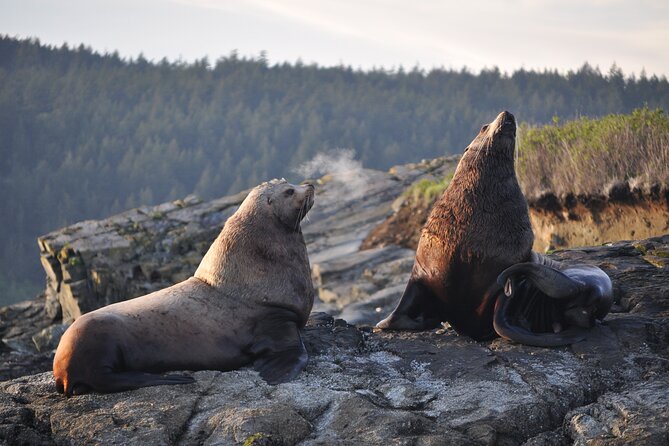 Whale Watching + Deception Pass Tour from Seattle - Deception Pass State Park: old-growth forest trails and tide-level coastline time