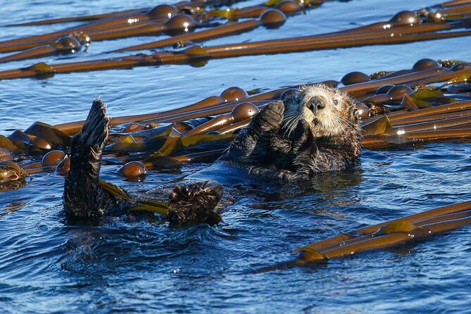 Whale Watching + Deception Pass Tour from Seattle - The Salish Sea whale hunt: what you’re targeting (and what you might see)