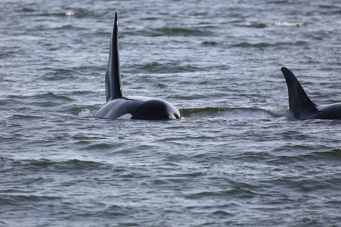 Whale Watching + Deception Pass Tour from Seattle - The naturalist guide touch: why the day feels more than just sightings