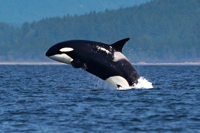 Whale Watching + Deception Pass Tour from Seattle - Weather reality: dressing for wind and staying flexible
