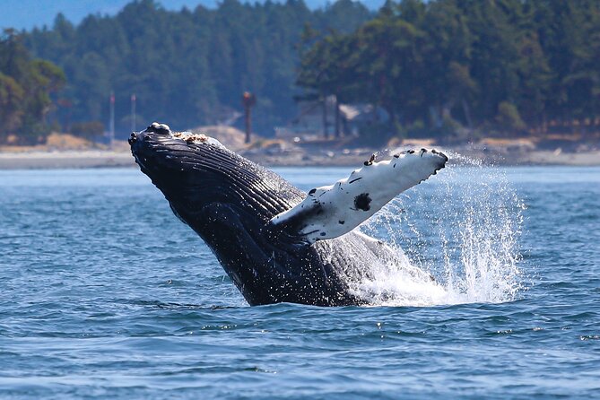 Whale Watching + Deception Pass Tour from Seattle - Who this tour suits best (and who should consider alternatives)
